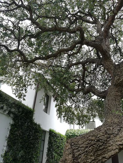 arbol