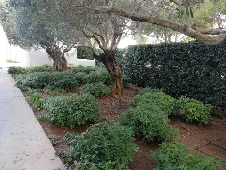 jardin plantas
