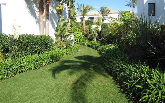plantación plantas en un jardín
