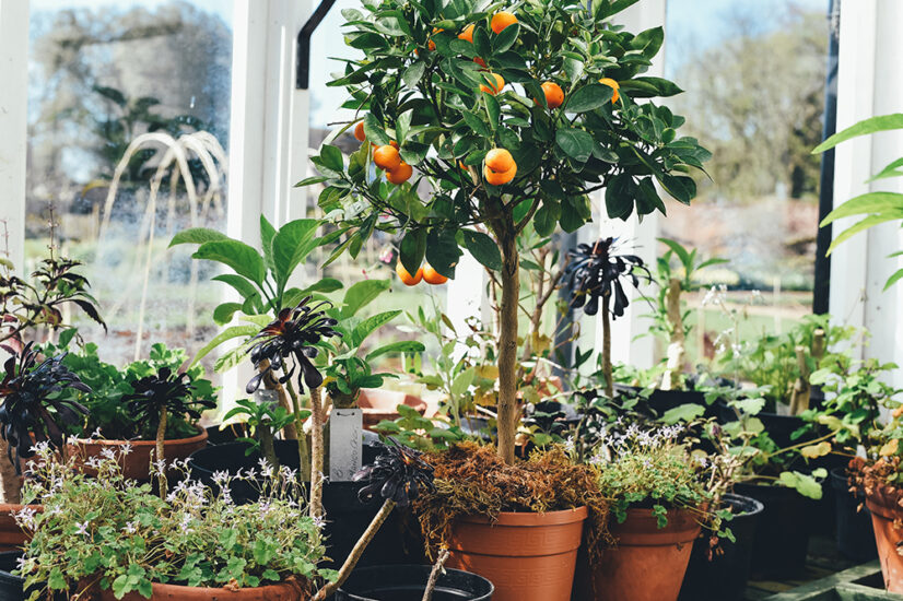 jardin plantas